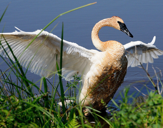 Trumpeter Swan, Seney National Wildlife Refuge