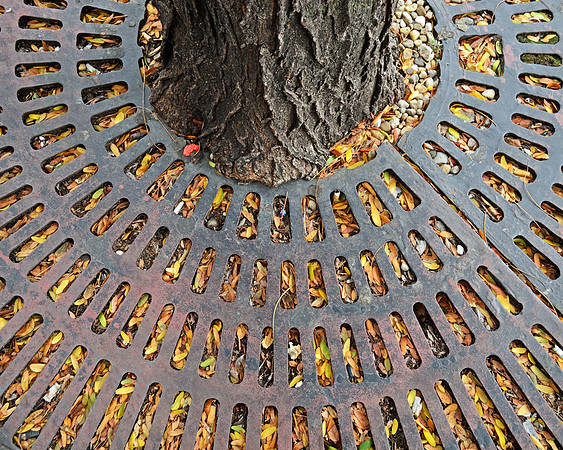 Leaves and Sidewalk Grate, Columbus, OH