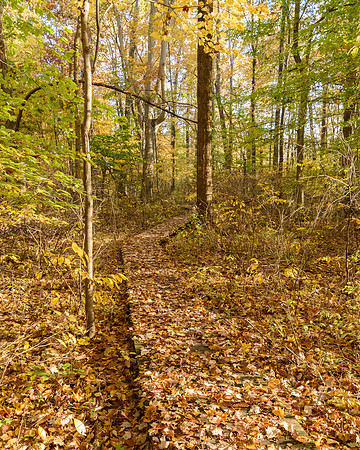 Beechwood Trail, Gahanna Woods State Nature Preserve, Gahanna, Ohio