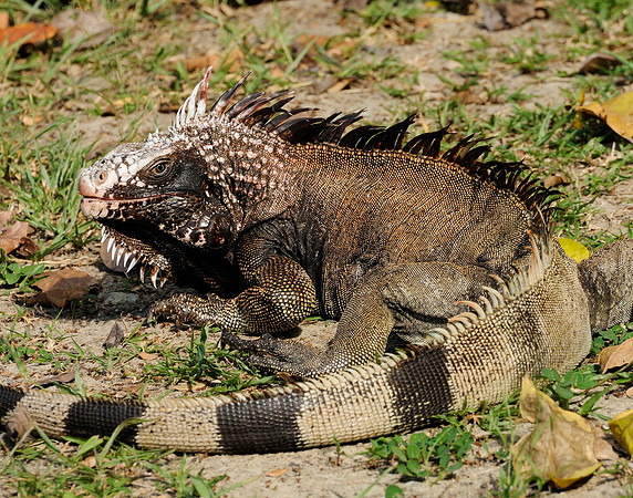 Green Iguana (Iguana iguana), U.S. Virgin Islands National Park