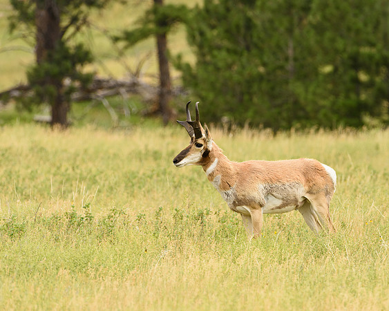 Pronghorn (Antilocapra americana) , Custer State Park, South Dakota