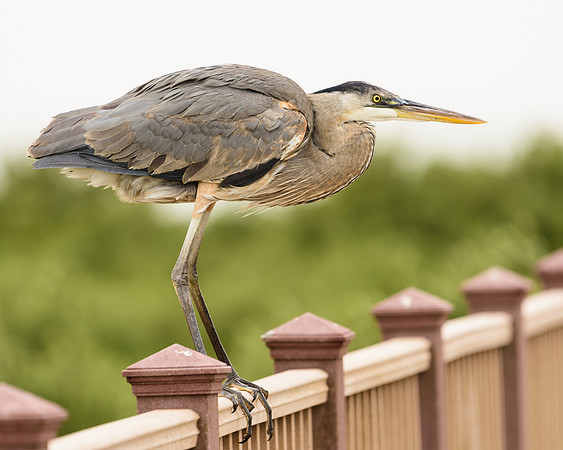 Great Blue Heron (Ardea herodias)