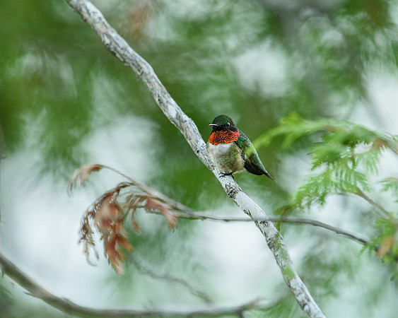 Ruby-throated Hummingbird (Archilochus colubris), Keweenaw Peninsula, Michigan