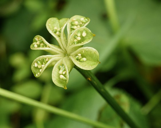 Marsh marigold (Caltha palustris) seed pod, Itasca State Park, Minnesota