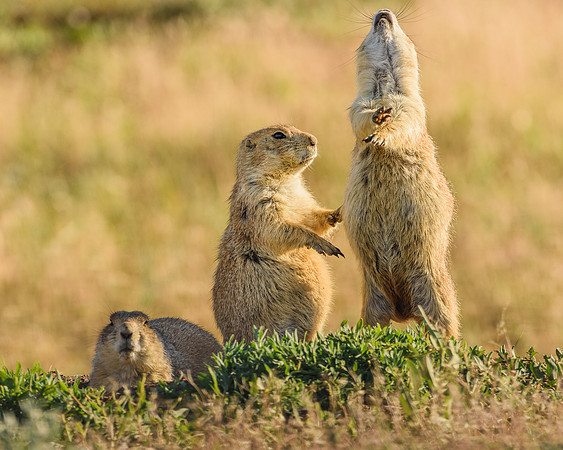 Prairie Dogs (Cynomys ludovicianus) Jump-Yip, Badlands National Park, South Dakota