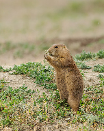 Prairie Dog (Cynomys ludovicianus), Theodore Roosevelt National Park, North Dakota
