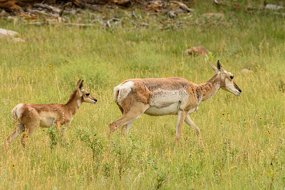Pronghorn (Antilocapra americana) and fawn, Custer State Park, South Dakota