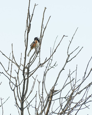 Spotted Towhee (Pipilo maculatus), Theodore Roosevelt National Park, North Dakota