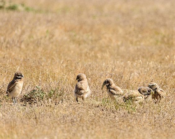Burrowing Owl Chicks (Athene cunicularia) with Grasshopper, Badlands National Park, South Dakota
