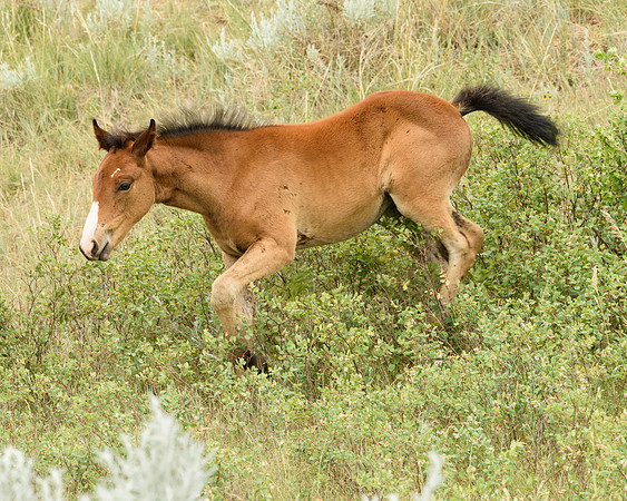 Feral Foal, Theodore Roosevelt National Park, North Dakota