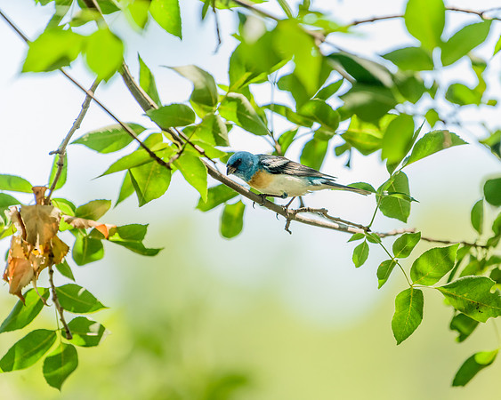 Lazuli Bunting (Passerina amoena), Theodore Roosevelt National Park, North Dakota