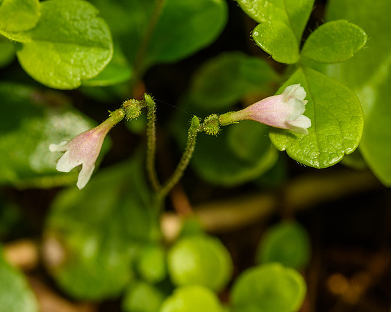 Twinflower (Linnaea borealis), Keweenaw Shore Nature Sanctuary, Michigan