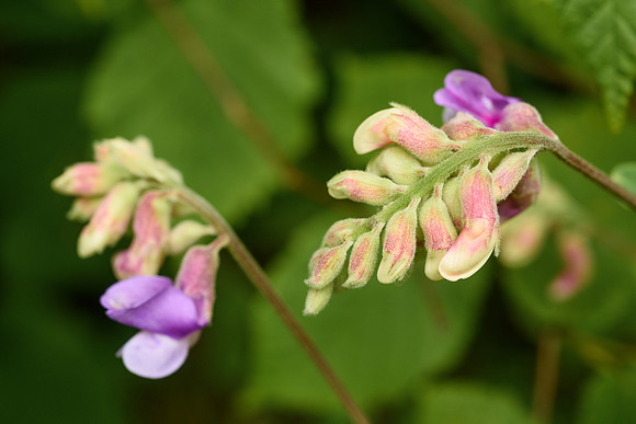 American vetch (Vicia americana)
