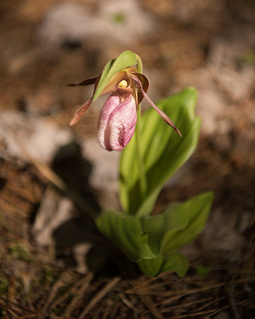 Pink Lady's slipper (Cypripedium acaule), Pictured Rocks National Lakeshore, Michigan