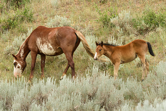 Feral Mare and Foal, Theodore Roosevelt National Park, North Dakota