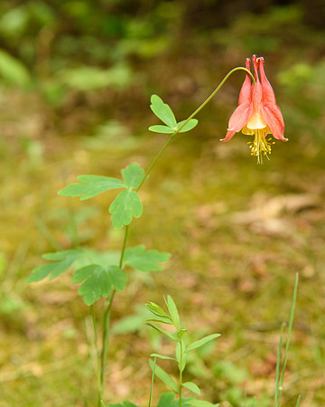 Red Columbine (Aquilegia canadensis), Sleeping Bear Dunes National Lakeshore
