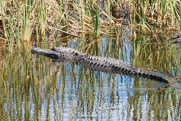 Adult Alligator (Alligator mississippiensis)