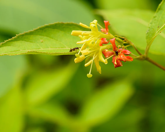 Bush Honeysuckle (Diervilla lonicera), Itasca State Park, Minnesota