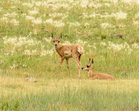 Pronghorn fawns (Antilocapra americana) , Custer State Park, South Dakota