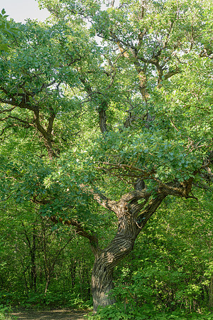 Burr Oak (Quercus macrocarpa), Spruce Woods Provincial Park, Manitoba
