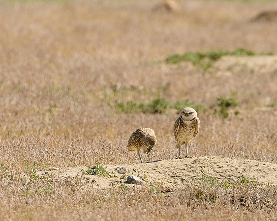 Burrowing Owl Pair (Athene cunicularia) with Grasshopper, Badlands National Park, South Dakota