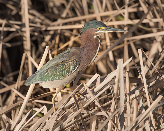 Green Heron (Butorides virescens)