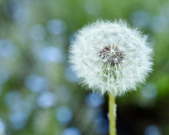 Dandelion (Taraxacum officinale) Seed Head