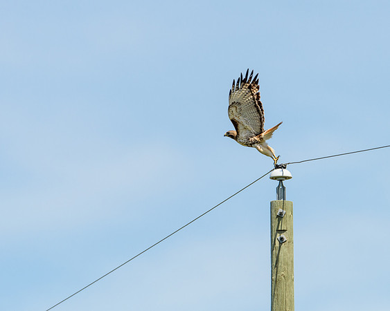 Red-tailed Hawk (Buteo jamaicensis) Launching into Flight, Rock Lake, Manitoba