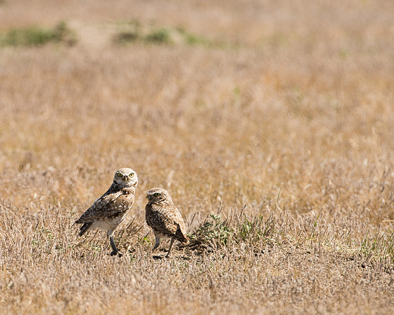 Burrowing Owl Pair (Athene cunicularia), Badlands National Park, South Dakota