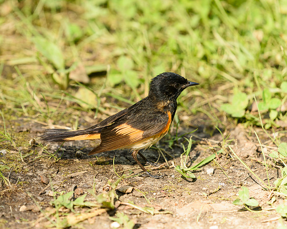 American Redstart (Setophaga ruticilla), Metigoshe State Park, North Dakota