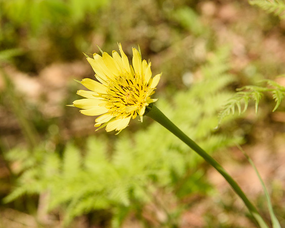 Goat's Beard (Tragopogon dubious), Sleeping Bear Dunes National Lakeshore