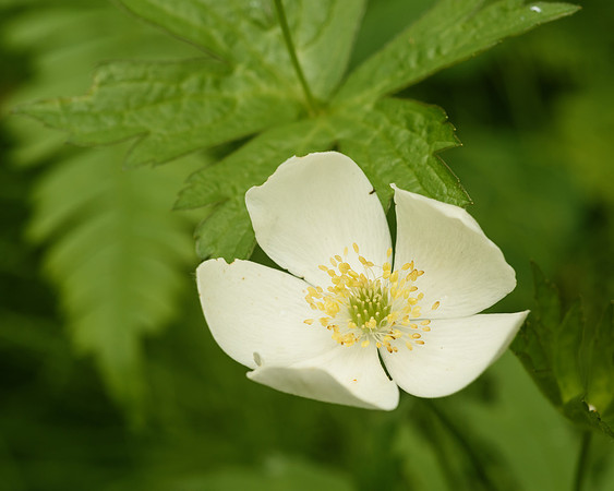 Canada Anemone (Anemone canadensis), Itasca State Park, Minnesota