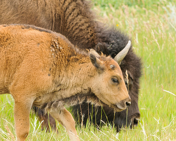 Bison with Calf (Bison bison), Theodore Roosevelt National Park, North Dakota