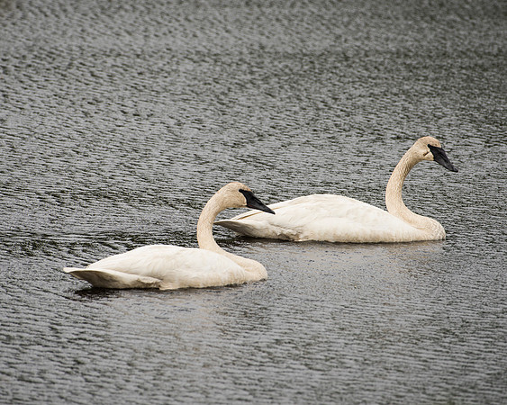 Trumpeter Swans (Cygnus buccinator), Seney National Wildlife Refuge, Michigan