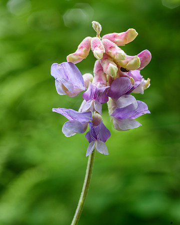 American vetch (Vicia americana), Itasca State Park, Minnesota