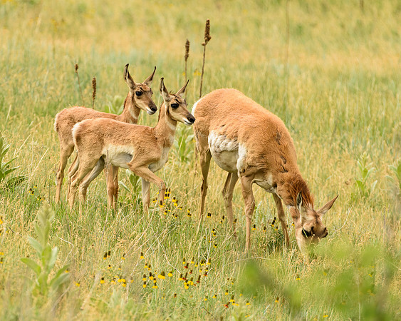 Pronghorn Doe and Fawns (Antilocapra americana), Custer State Park, South Dakota