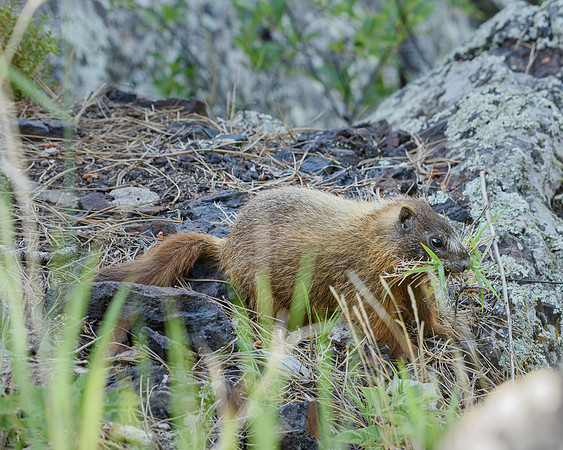 Yellow-bellied Marmot (Marmota flaviventris), Black Hills National Forest, South Dakota