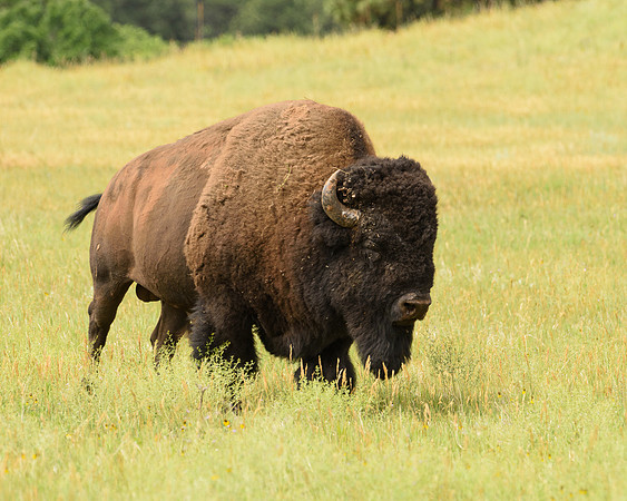 Bison (Bison bison), Custer State Park, South Dakota
