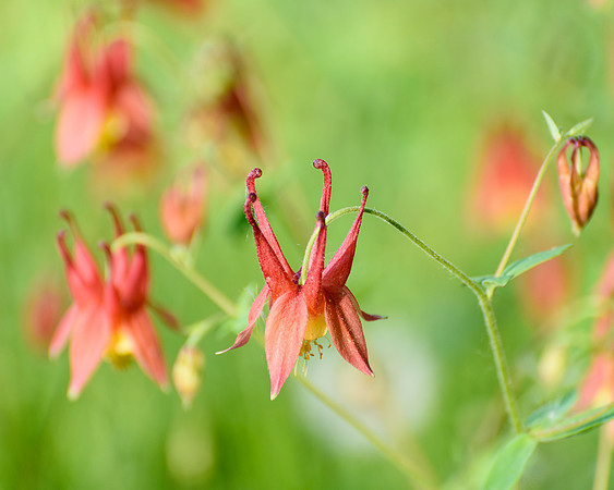 Red Columbine (Aquilegia canadensis), Sleeping Bear Dunes National Lakeshore