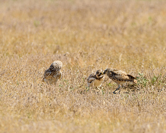 Burrowing Owl (Athene cunicularia) Feeding Grasshopper to Chick, Badlands National Park, South Dakota