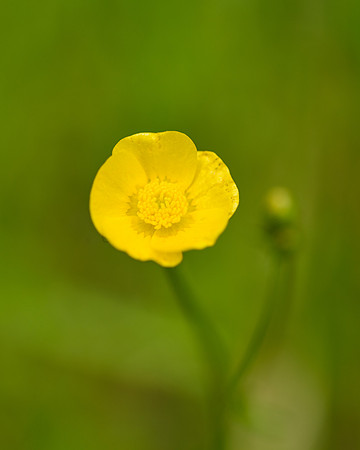 Bulbous Buttercup (Ranunculus bulbous), Bear Bluff, Keweenaw Peninsula, Michigan