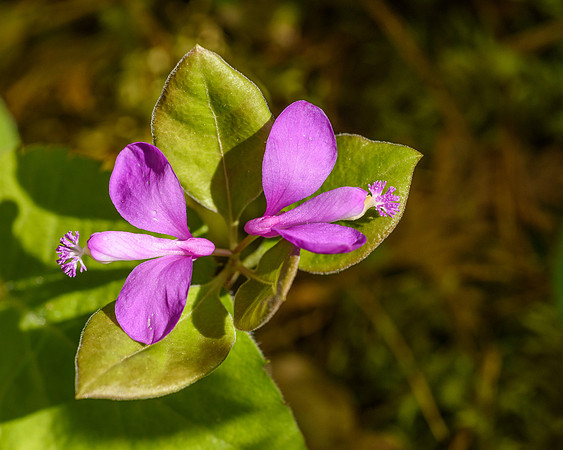 Fringed Polygala, or Gaywings (Polygala paucifolia), Keweenaw Shore Nature Sanctuary, Michigan