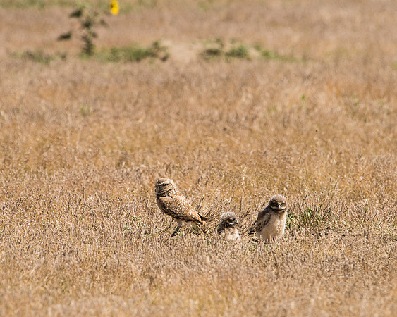 Burrowing Owl and Chicks (Athene cunicularia) Chicks, Badlands National Park, South Dakota