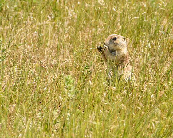 Prairie Dog (Cynomys ludovicianus), Badlands National Park, South Dakota