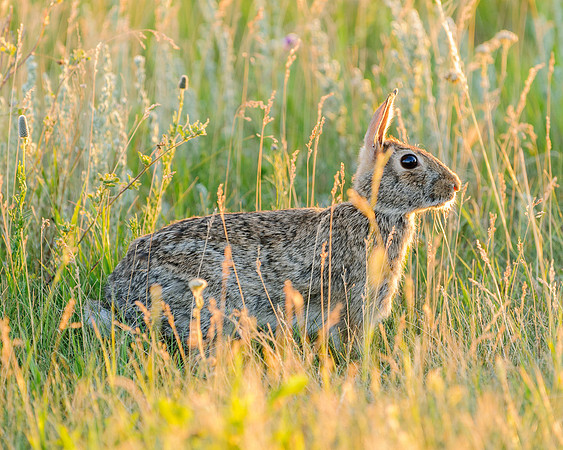 Eastern Cottontail (Sylvilagus floridanus), Little Missouri State Park, North Dakota