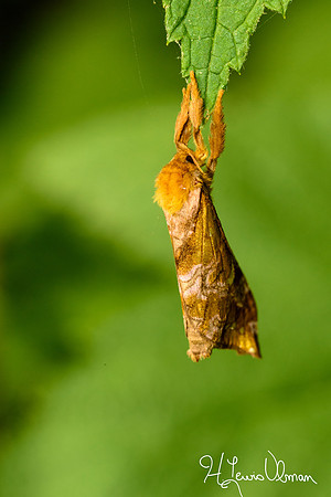 Gold-spotted ghost moth (Sthenopis pretiosus) Mohican State Park, Ohio