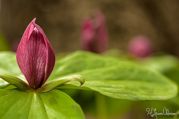 Sessile trillium (Trillium sessile), Franklin County, Ohio