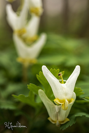 Dutchman's Breeches(Dicentra cucullaria), Franklin County, Ohio