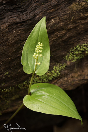 Lily-of-the-Valley (Convallaria majalis), Shenandoah National Park, Virginia