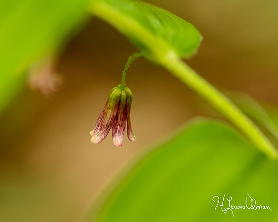 Rosy Twistedstalk (Streptopus lanceolatus var. roseus), Shenandoah National Park, Virginia